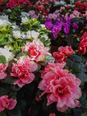 Güzel Rhododendron çiçeği seraya yakın doğa arka planında