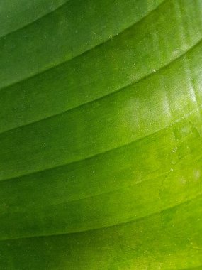 Yeşil yaprak dokusu Doğa arkaplanı Kapat