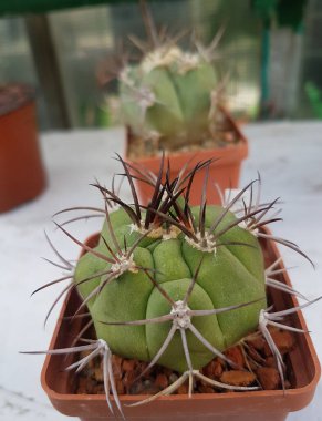 Minyatür ev çiçekleri sulu ve kaktüsler seranın arka planında.