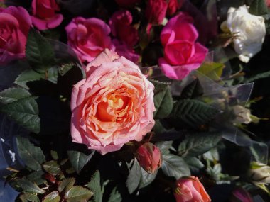 Bahçede güller açan güzel bir gül Doğa arka planda