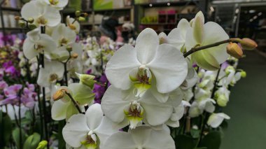 Sera orkidesinde güzel falaenopsis orkideleri. Doğa bitkileri arka planda.