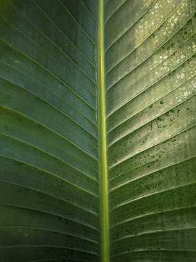 Close up of Green leaf texture Nature background