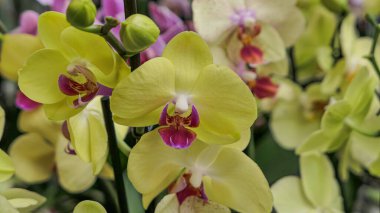 Sera orkidesinde güzel falaenopsis orkideleri. Doğa bitkileri arka planda.