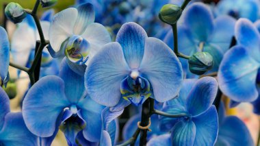 Sera orkidesinde güzel falaenopsis orkideleri. Doğa bitkileri arka planda.