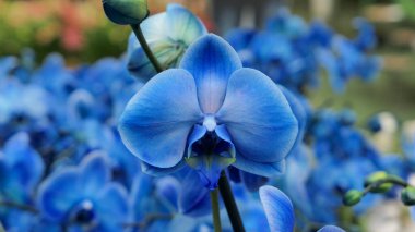 Sera orkidesinde güzel falaenopsis orkideleri. Doğa bitkileri arka planda.