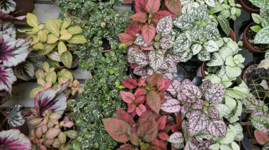 Sera orkidesinde güzel falaenopsis orkideleri. Doğa bitkileri arka planda.