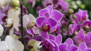 Sera orkidesinde güzel falaenopsis orkideleri. Doğa bitkileri arka planda.