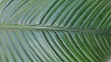 Green leaf texture Close up Nature background
