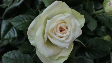 A beautiful rose flowers outdoors Roses in the garden Close up Nature background