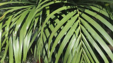 Beautiful textured green nature background of natural tropical leaves