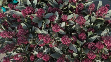 Skimmia japonica blooming in the greenhouse close-up Nature background