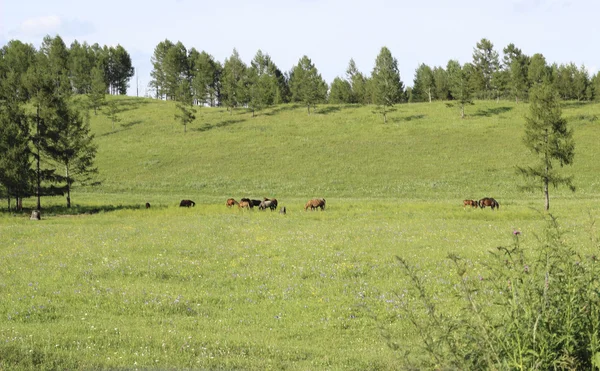 Horse on field — Stock Photo, Image