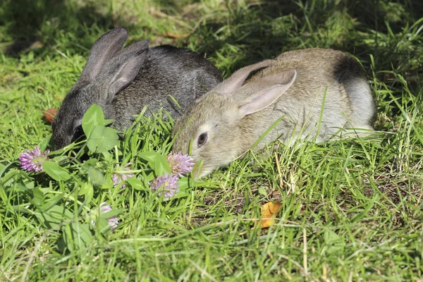 Two rabbits — Stock Photo, Image