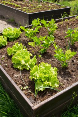 Ev bahçesinde toprak olan ahşap sebze yatak kutusu. Ekoloji ve ev yetiştirme kavramı. 