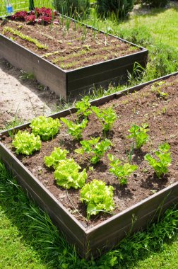 Ev bahçesinde toprak olan ahşap sebze yatak kutusu. Ekoloji ve ev yetiştirme kavramı. 