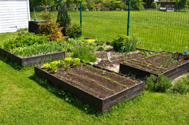 Wooden vegetable bed box with soil in the home garden. Ecology and homegrowing concept.  clipart