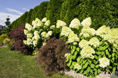 Özel bir evin dekoratif bahçesi çit boyunca sıralanmış çeşitli bitkiler, çeşitli çiçekler, çiçek açan ağaçlar. Bahçe işlerinde renkli çeşitlendirme.