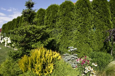 Özel bir evin dekoratif bahçesi çit boyunca sıralanmış çeşitli bitkiler, çeşitli çiçekler, çiçek açan ağaçlar. Bahçe işlerinde renkli çeşitlendirme.