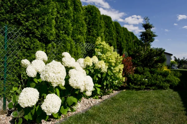 Jardim Decorativo Uma Casa Particular Várias Plantas Alinhadas Longo Cerca — Fotografia de Stock