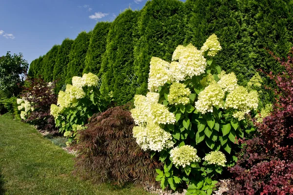 一个装饰花园的私人住宅 各种植物沿着篱笆排列 各种各样的花 盛开的树 园艺概念丰富多彩的多样化 — 图库照片