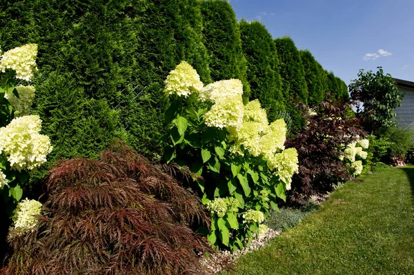 Giardino Decorativo Una Casa Privata Varie Piante Allineate Lungo Recinzione — Foto Stock