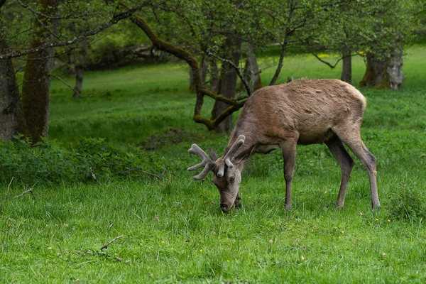 Caminata Verano Bosque Cornamenta Joven Macho Bosque — Foto de Stock