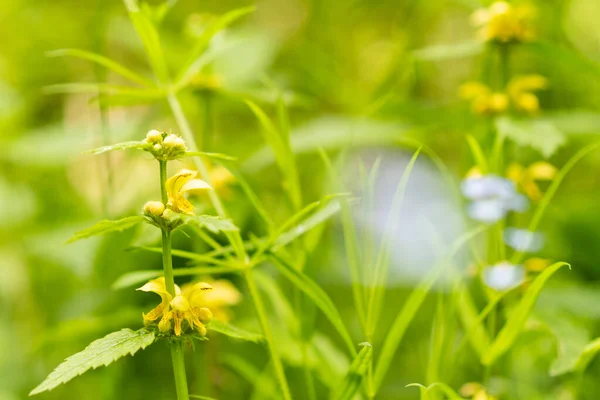 德国黄花植物春季宏观摄影中的日间远足 — 图库照片