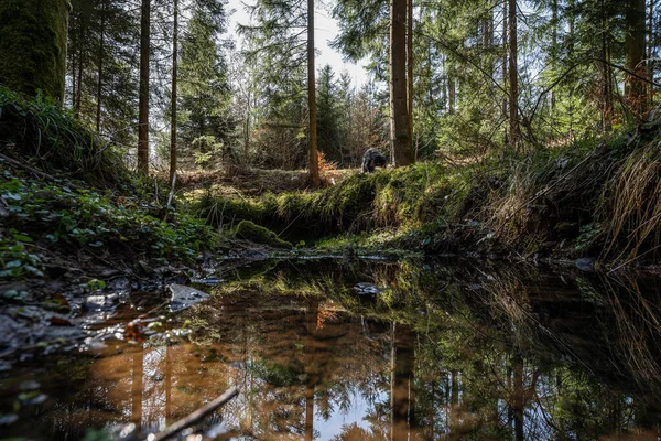 Escursione Diurna Primavera Tedesca Piccolo Fiume Che Scorre Attraverso Foresta Foto Stock