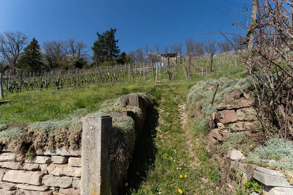 Güney Almanya 'ya gündüz seyahatleri bir tepenin yukarısındaki üzüm bağından başka