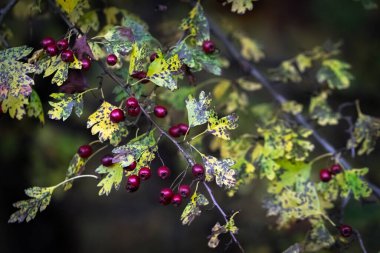 Güzelim şahin (Crataegus) ağaç dalları, çeşitli yapraklar ve koyu bir sonbahar gününde koyu renkli olgun meyveler. Yaklaş, odaklan.