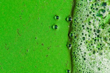 Green water surface in the backwater of river covered with phytoplankton and foam with air bubbles. Algae blooms due to eutrophication. Close up, background, texture. Pollution and ecology concept clipart