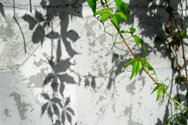 Virginia sarmaşığı, yazın Parthenocissus quinquefolia olarak bilinen beyaz bir duvarda büyüyor. Beş parmaklı sarmaşık, beş yapraklı sarmaşık. Harika bir yaprak gölgesi.