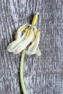Kurumuş beyaz lale ve eski bir tahtanın tabanında bir sap. Çiçeklerin inanılmaz sanatsal zarafeti sanki donmuş bir hareketmiş gibi. Üst görünüm, kapat, boşluğu kopyala