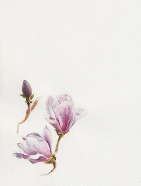 水彩のモクレンの花 — ストック写真