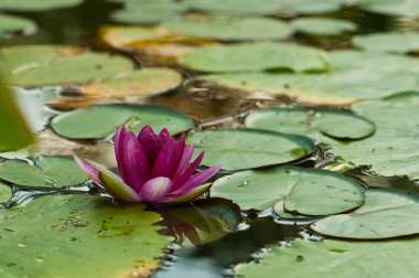 suyun üstünde mor nilüfer çiçek