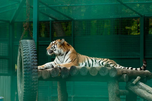 Tiger in zoo — Stock Photo, Image