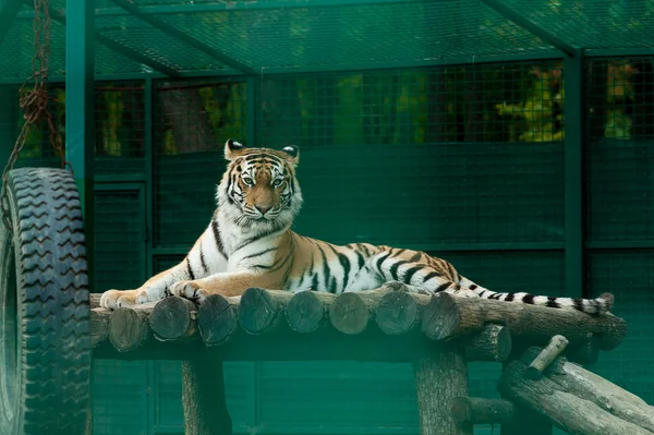 Tiger in zoo — Stock Photo, Image