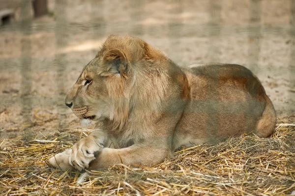 Lion resting in aviary in zoo — Stock Photo, Image