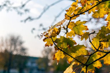 Ağaçtaki sarı yapraklar. Bulanık arka planda sarı yapraklar. Sonbahar parkında altın yapraklar. Seçici odaklanma. Boşluğu kopyala
