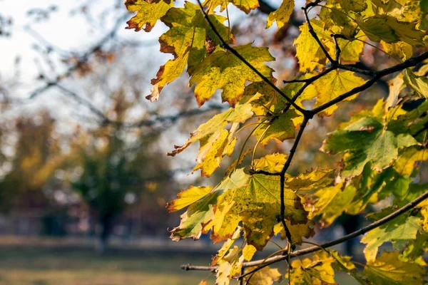 Yellow leaves on the tree. Yellow leaves on a blurred background. Golden leaves in the autumn park. Selective focus. Copy spac