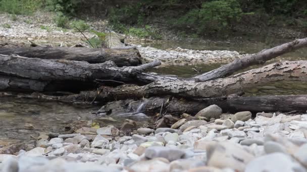 夏に渓流 渓流の中の石の水の動きは — ストック動画