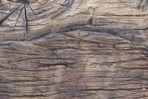 Old petrified wood texture and knot, wood grain, large wood details