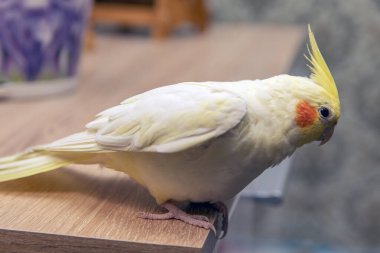 Güzel papağan Corella açık gri bir vücudu ve sarı bir kafası olan önemli bir tuvaletle ahşap bir masada yürüyor.