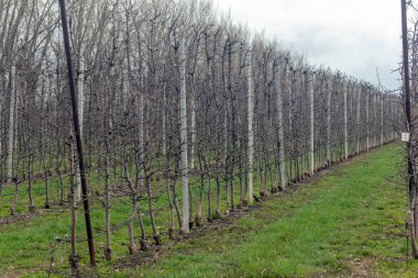 İlkbaharın başlarında, tarla bahçelerinde elma ağaçları.