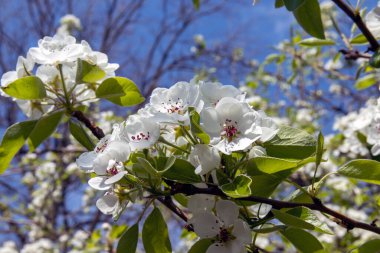 Armutlar bahçede çiçek açıyor. Ağaçta bahar çiçekleri. Bahar, çiçek, armut çiçeği, beyaz çiçek.