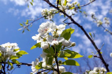 Ağaçta beyaz armut çiçekleri olan bir dalın tam çerçeve görünümünü kapat.