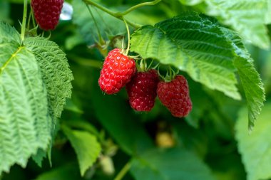 Ahududu - Lezzetli tatlı aromatik ve dalda ekşi kırmızı meyveler.