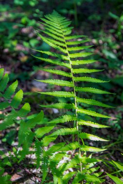 Arka plan, yeşil eğrelti otu yaprağı yaz ormanında