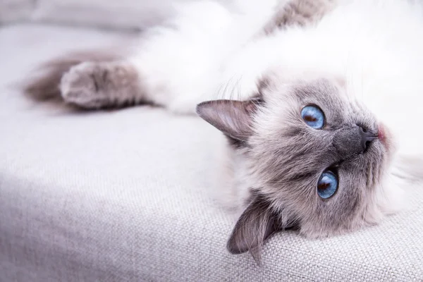 Blaue Colorpoint Ragdoll Katze liegt auf der Couch — Stockfoto