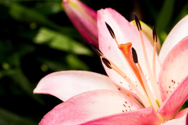 Closeup růžové Lilia. Hloubka ostrosti na květ. — Stock fotografie